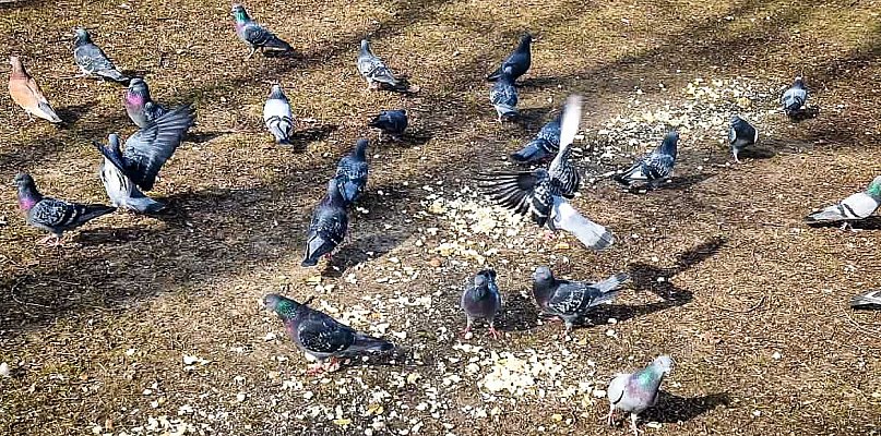 Gołębi sajgon na Ursynowie. Surowe mięso pod oknami szpitala