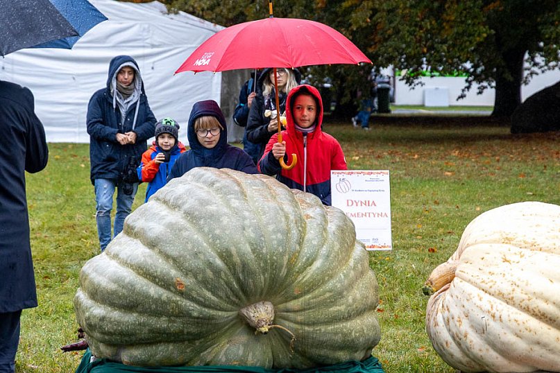 Konkurs dyń w Powsinie