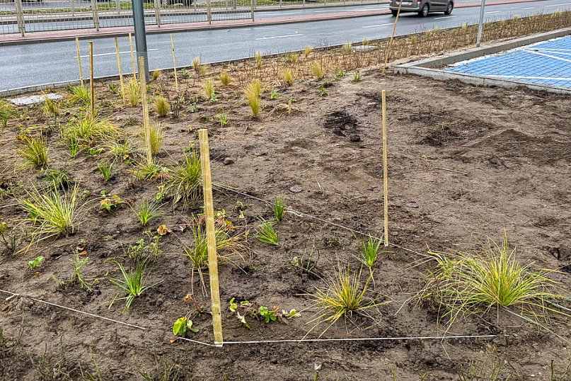 Tu się zazieleni! Nowe nasadzenia na Ursynowie