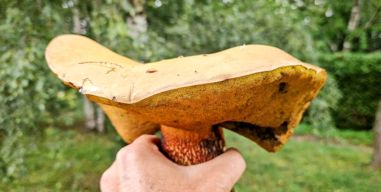 Grzyb gigant znaleziony w Powsinie. Kapelusz jak duży talerz!