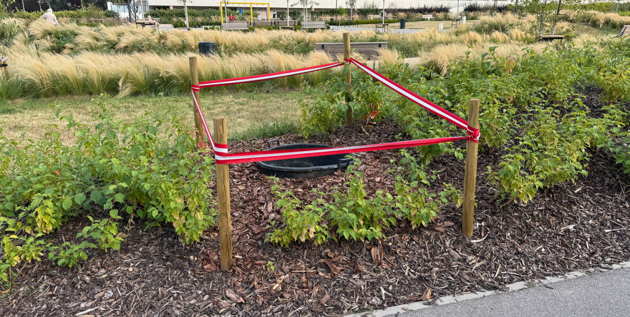 Chrząszcz - zabójca drzew grasuje w parku nad POW. Kiedy wrócą dęby?