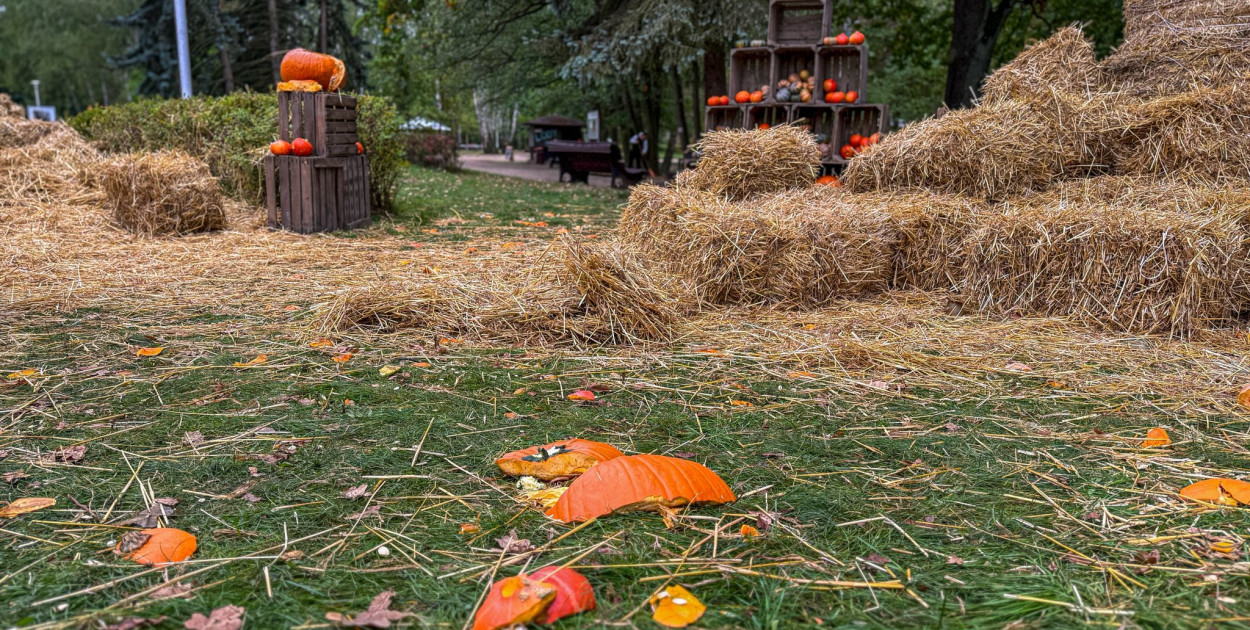 Jesienna atrakcja zniszczona! Tak wandale potraktowali farmę dyń