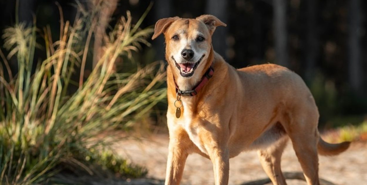 Od suchego nosa po zranioną łapę – jak dbać o zdrowie i odporność psa na co dzień?