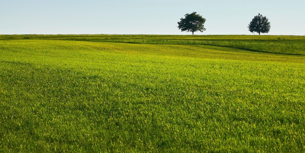 Obraz Valter z Pixabay