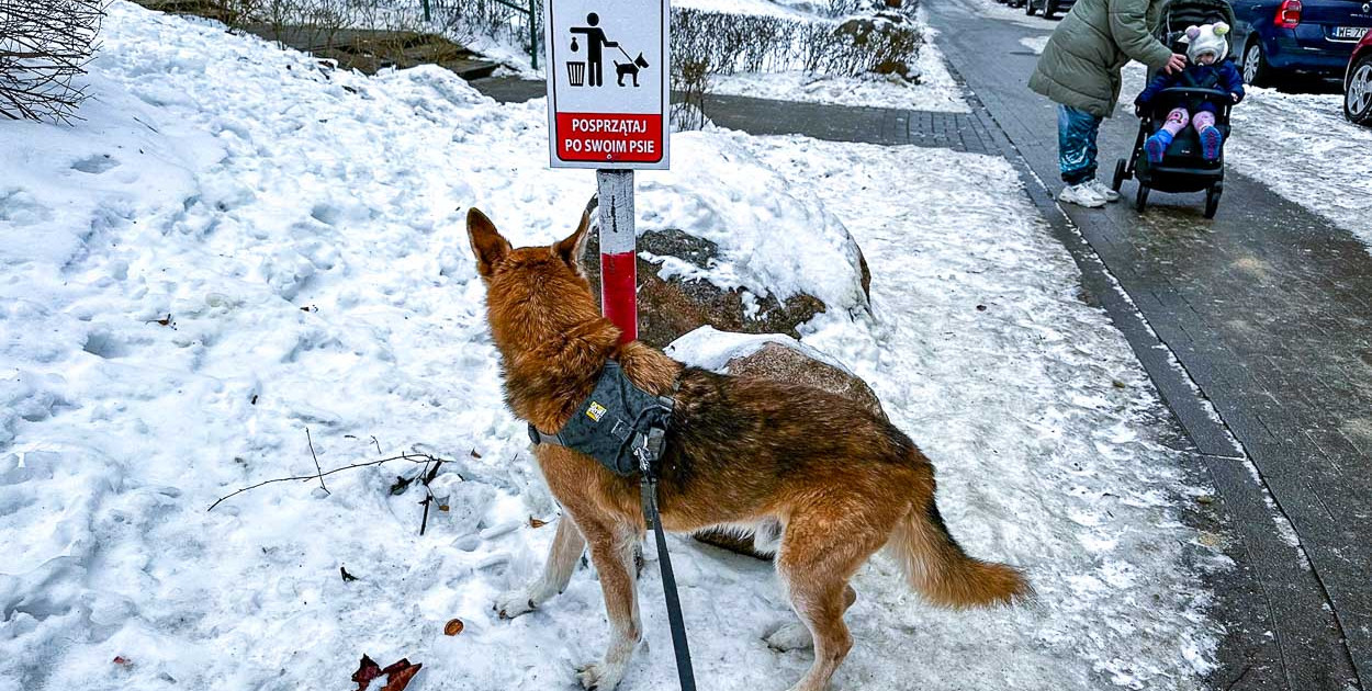 Biały puch i brązowy wstyd. Ursynów narzeka na "psie miny" ukryte w śniegu