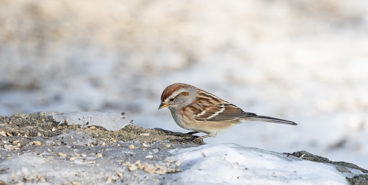 Mrozy zabijają ptaki. Wystaw wodę i karmę! Apel sąsiadki z Ursynowa