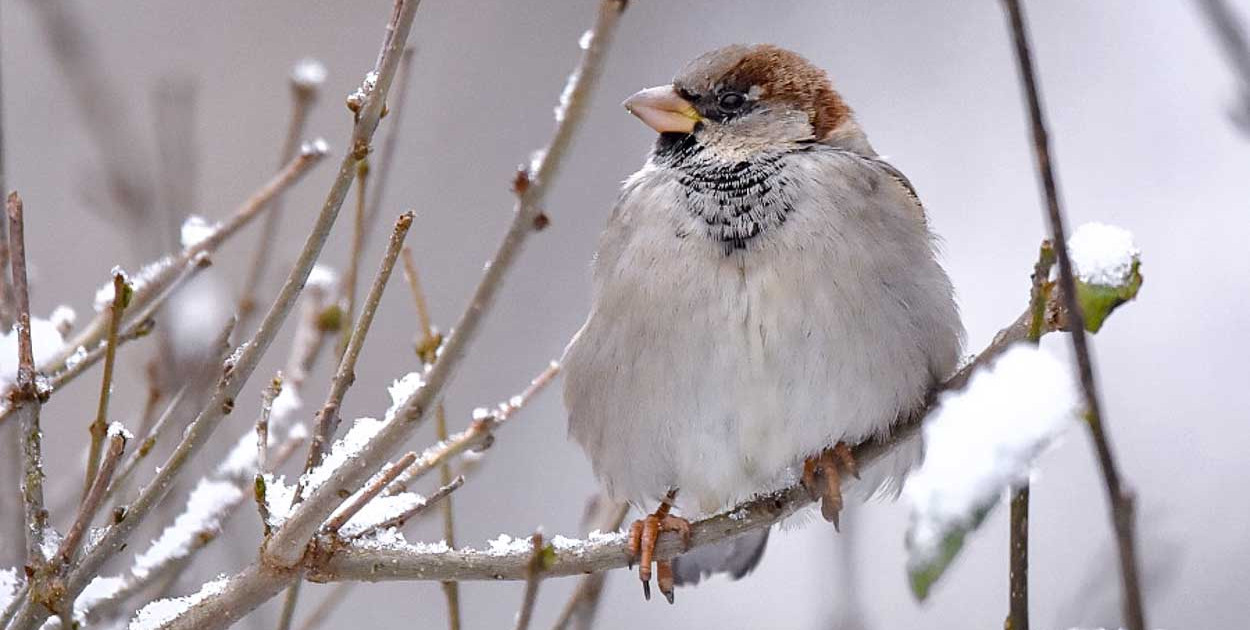 Mrozy zabijają ptaki. Wystaw wodę i karmę! Apel sąsiadki z Ursynowa