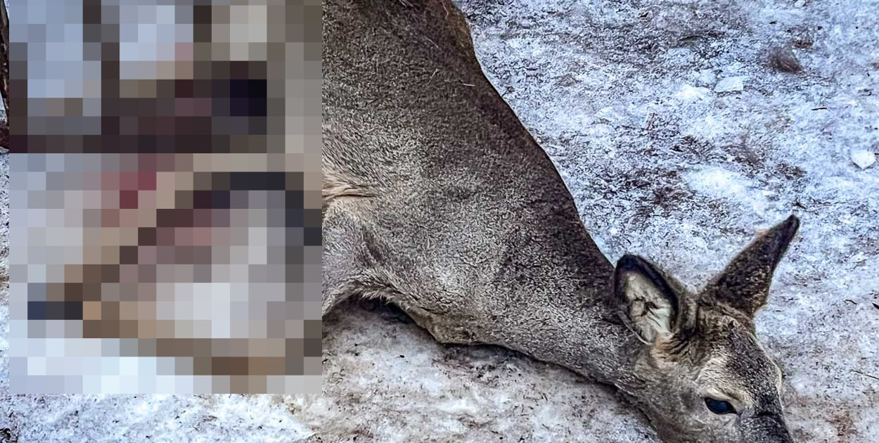 Kabaty: Strażacy ratowali uwięzioną sarnę, zwierzę walczy o życie