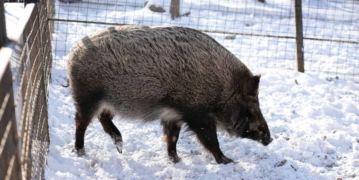 Dlaczego dziki wchodzą do miast? "Sami stworzyliśmy im tę niszę"