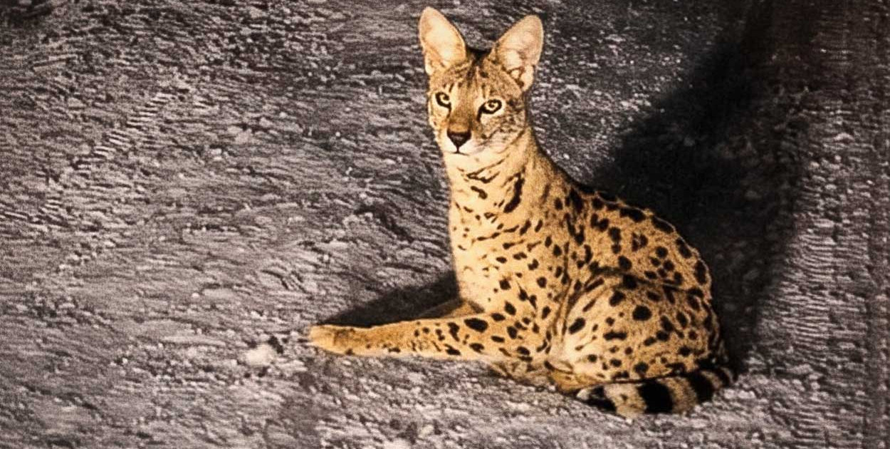 Afrykański kot zaginął przy Lesie Kabackim. Serwal wciąż nieuchwytny!