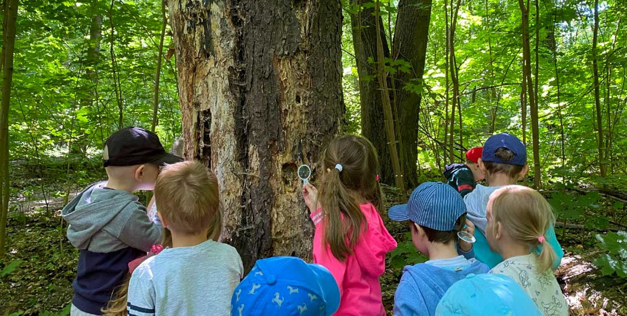 Wilki, ptaki i leśne sekrety. Niezwykłe zajęcia w Lesie Kabackim!