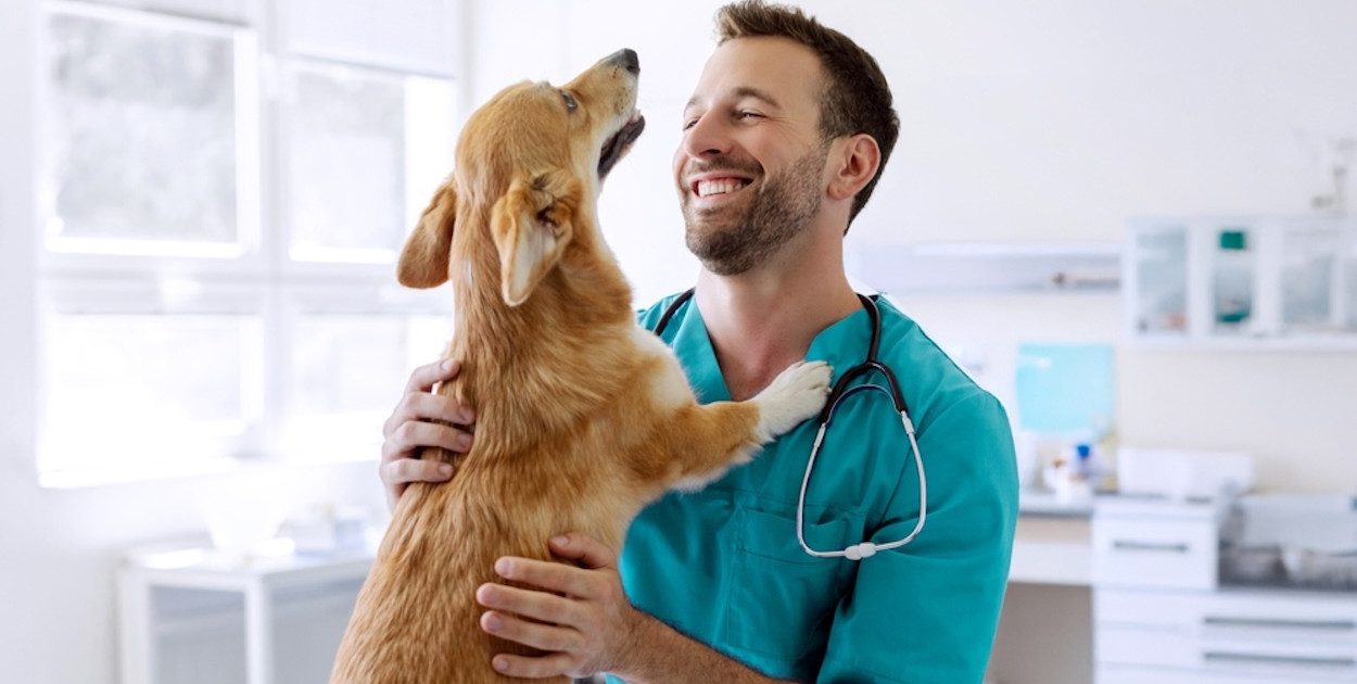 Kulawizna u psa lub kota: gdzie szukać pomocy ortopedycznej w Warszawie