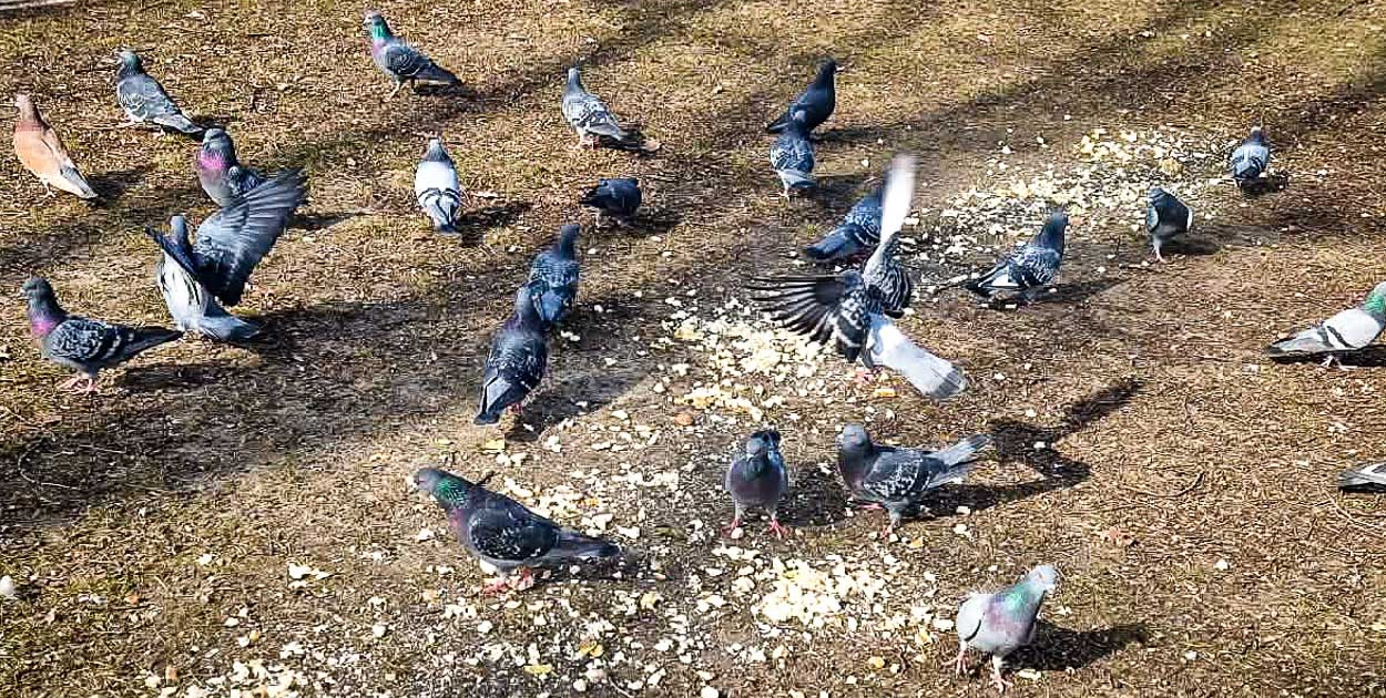 Gołębi sajgon na Ursynowie. Surowe mięso pod oknami szpitala