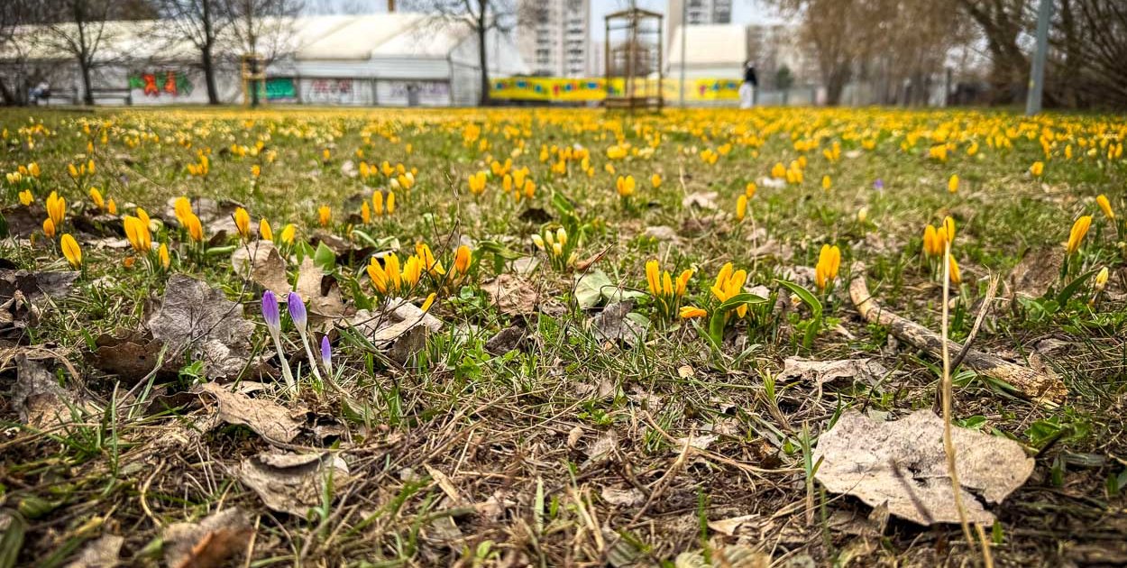 Krokusy na Ursynowie już kwitną! Gdzie szukać wiosennych dywanów?