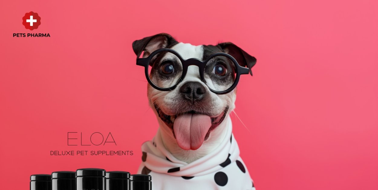 Suplementy dla psa seniora - co zmienia się z wiekiem i jak dostosować suplementac