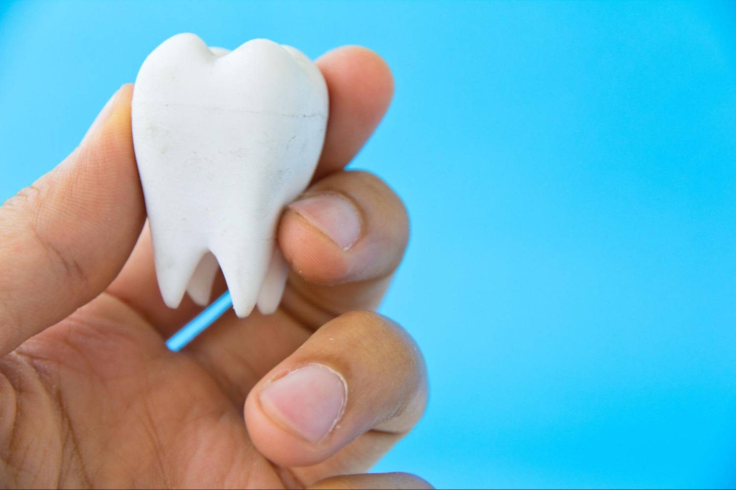 dłoń trzymająca model zęba trzonowego dłoń trzymająca model zęba trzonowego